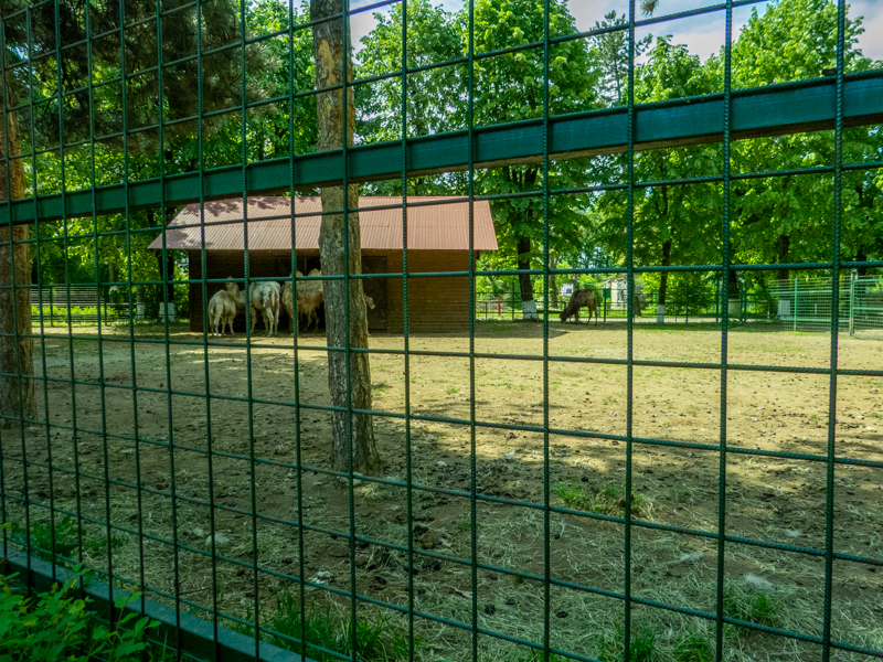 enclosure of bactrain camel