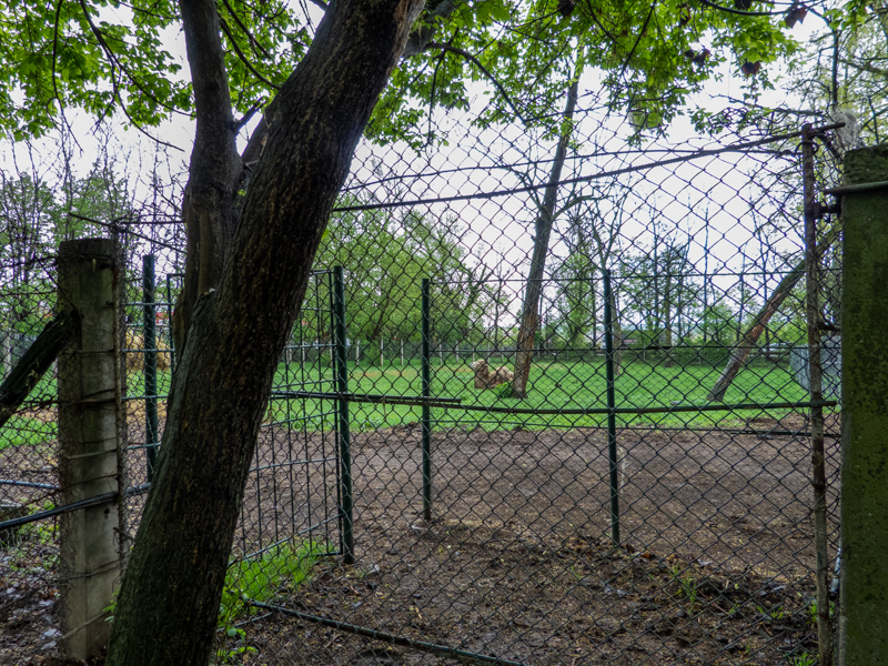 enclosure of bactrian camel