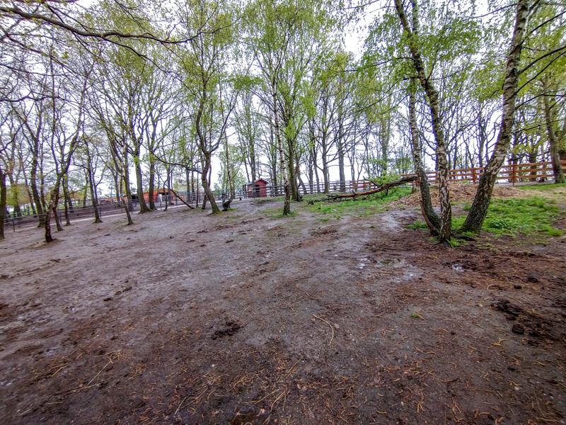 enclosure of bactrian camel