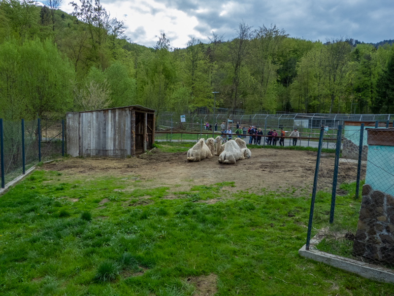 enclosure of bactrian camel