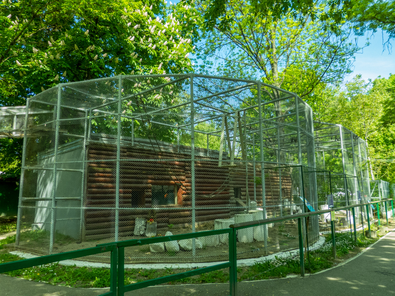 enclosure of Barbary macaque