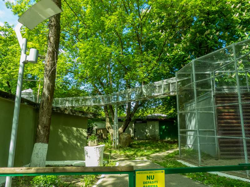 enclosure of Barbary macaque