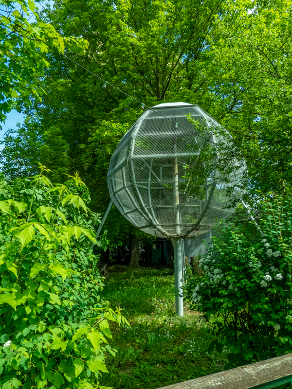 enclosure of Barbary macaque