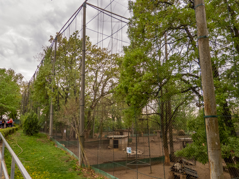 enclosure of barbary sheep & Alpaka