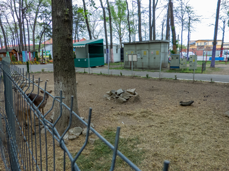 enclosure of barbary sheep and European fallow deer