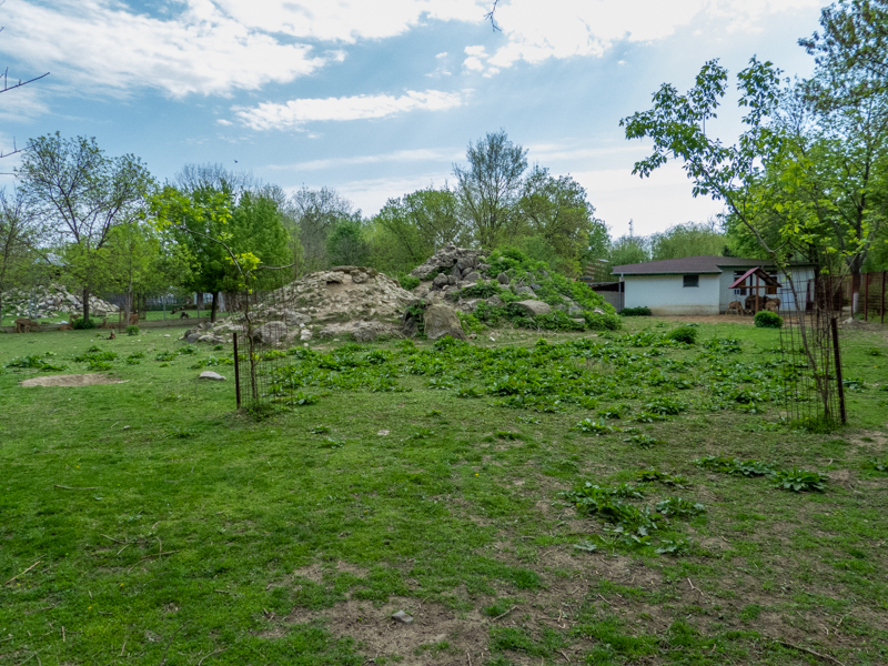 Enclosure of Barbary sheep