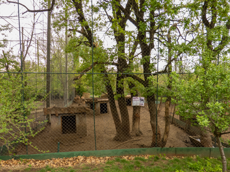 enclosure of barbary sheep
