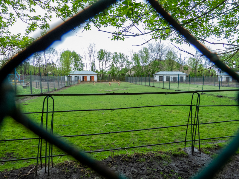 enclosure of barbary sheep