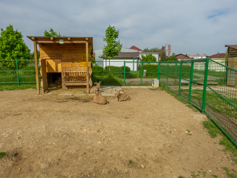 enclosure of barbary sheep