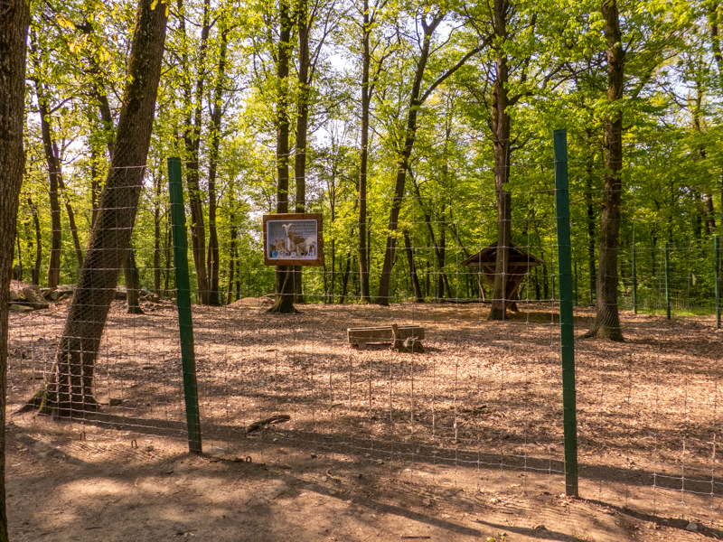enclosure of Barbary sheep