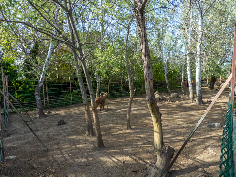 enclosure of Barbary sheeps