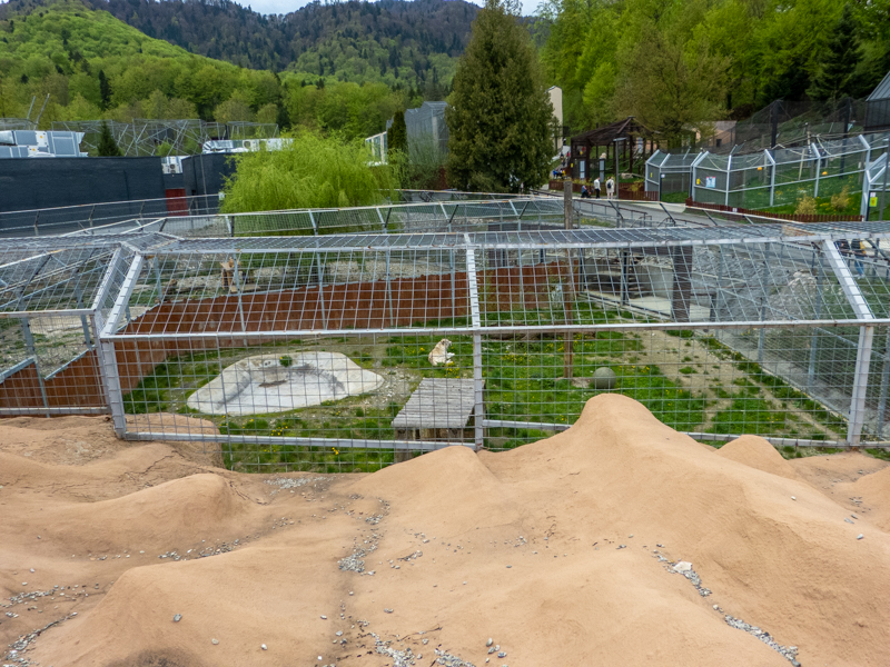 enclosure of big cats