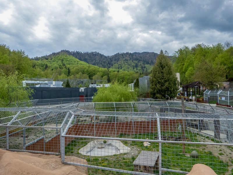 enclosure of big cats