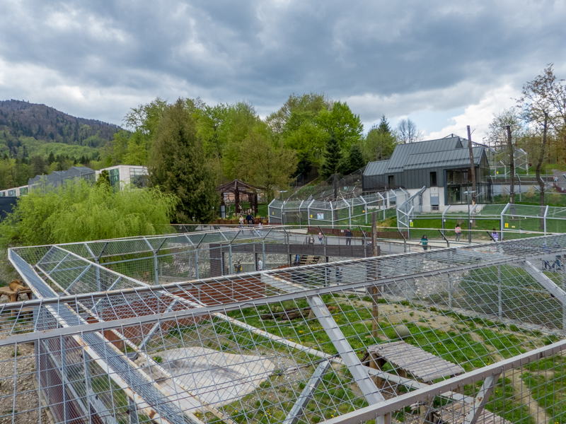 enclosure of big cats