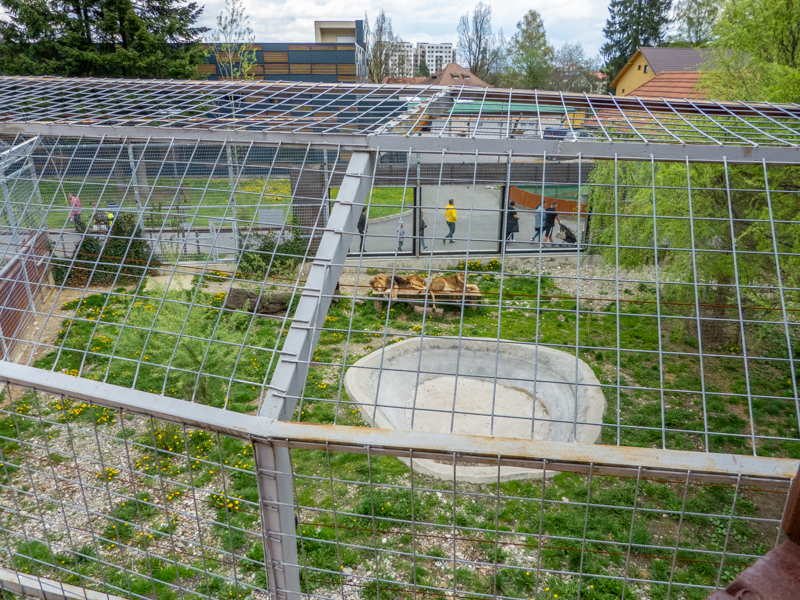 enclosure of big cats