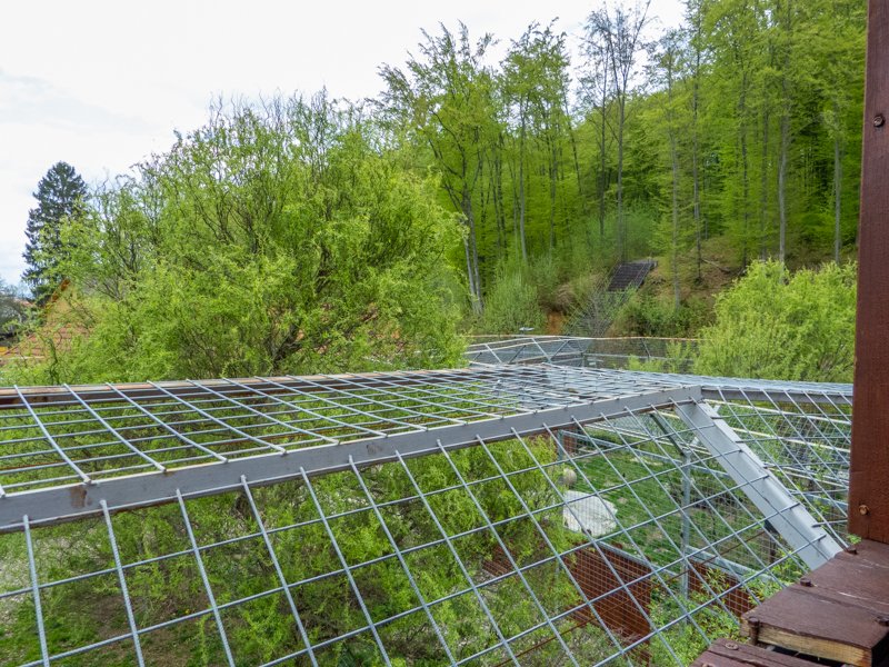 enclosure of big cats