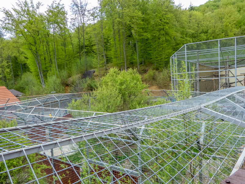 enclosure of big cats