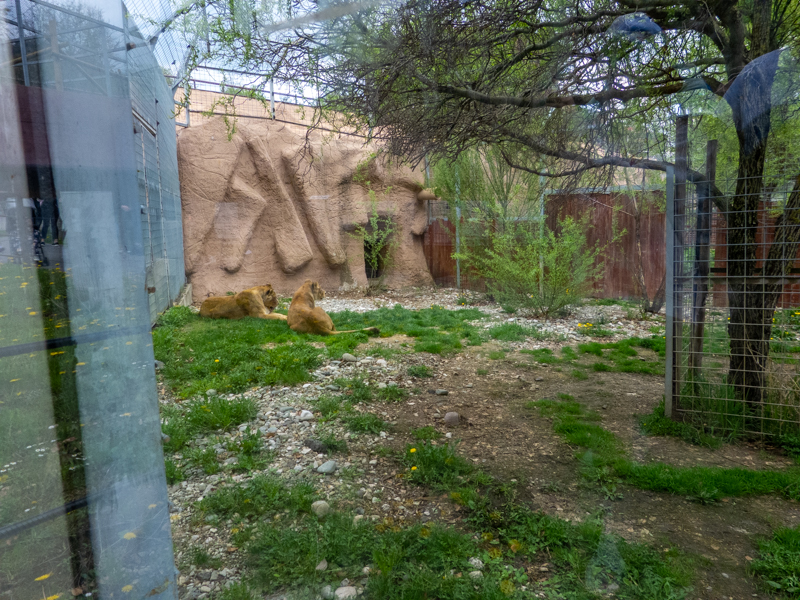 enclosure of big cats