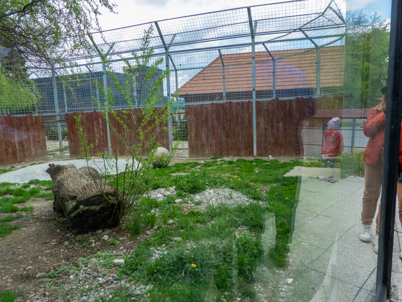 enclosure of big cats