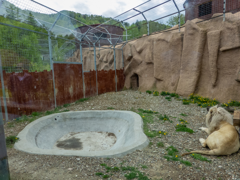 enclosure of big cats