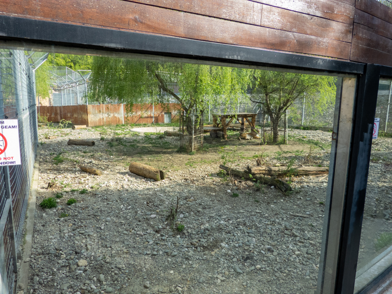 enclosure of big cats