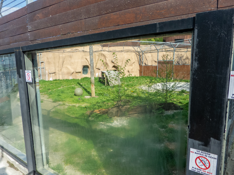 enclosure of big cats