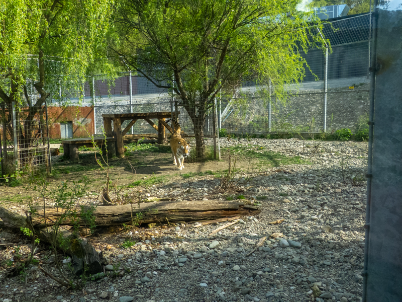 enclosure of big cats