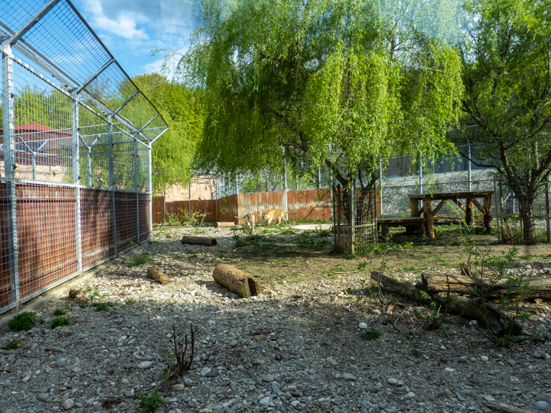 enclosure of big cats