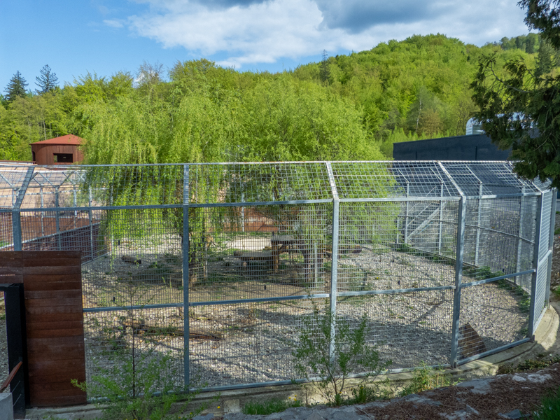 enclosure of big cats