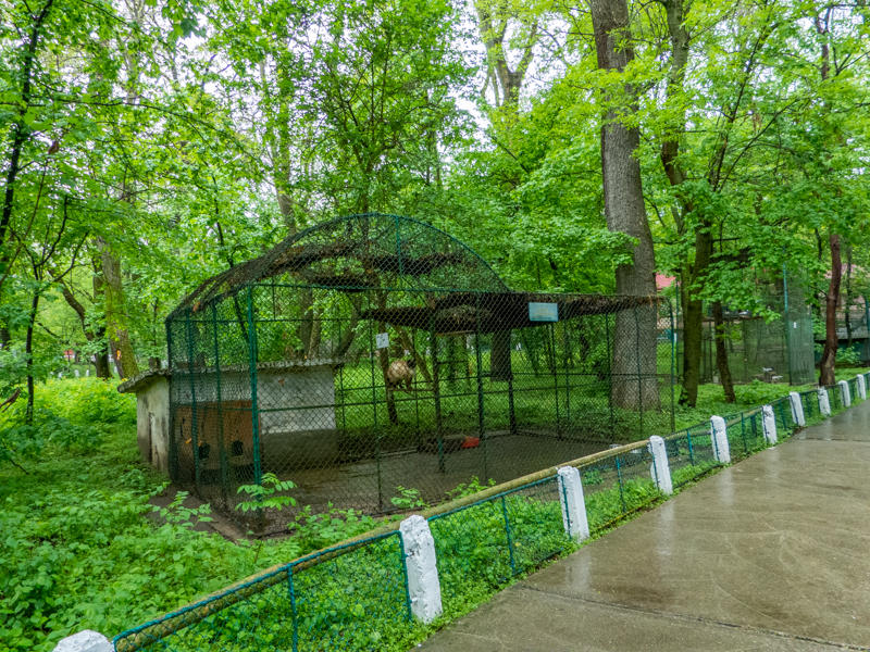 enclosure of birma cat