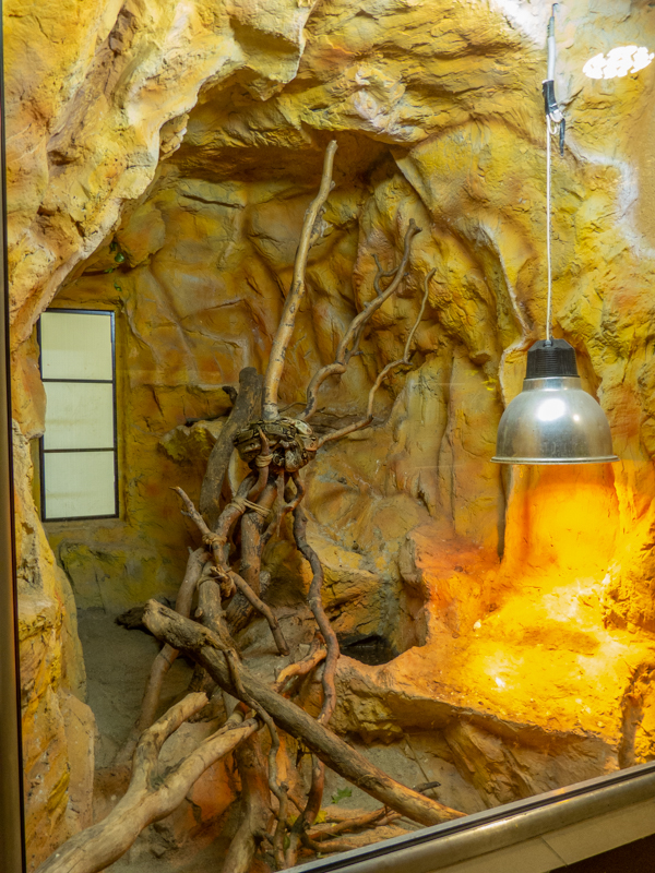 enclosure of boa constrictor