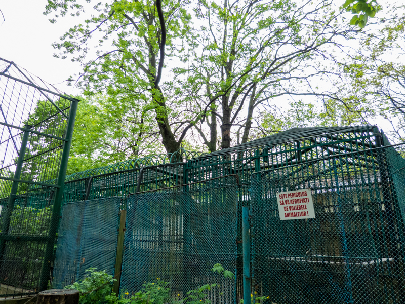 enclosure of brown bear
