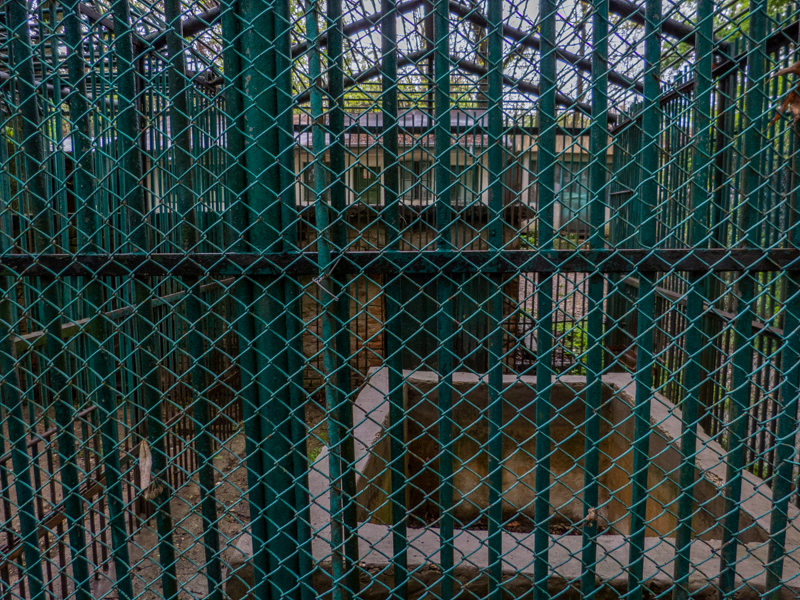 enclosure of brown bear