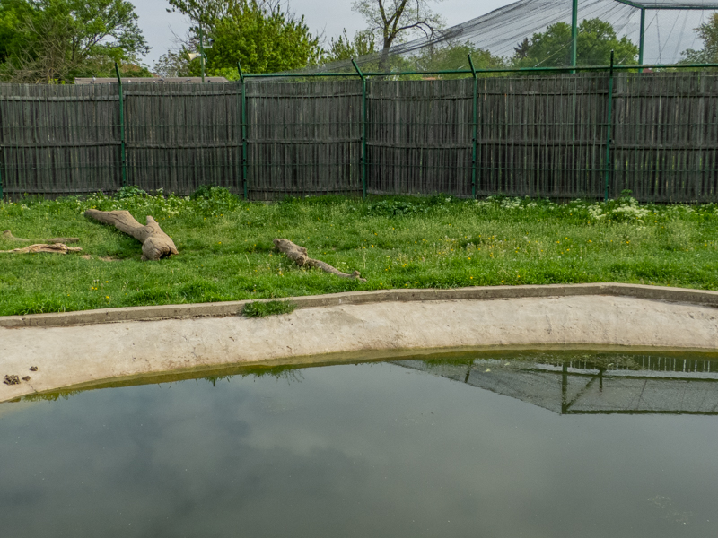 enclosure of brown bear