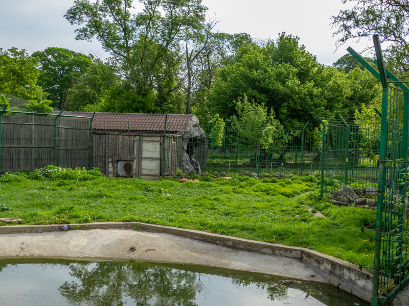 enclosure of brown bear