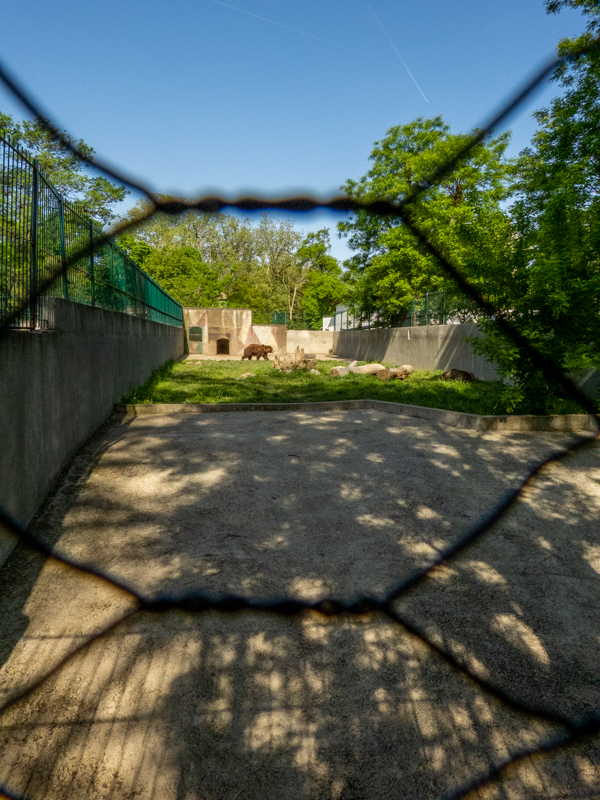 enclosure of brown bear
