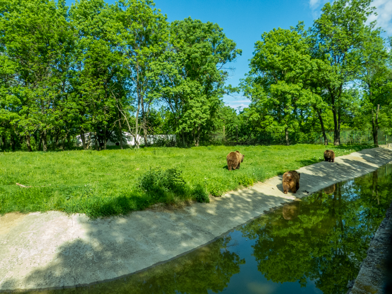 enclosure of brown bear