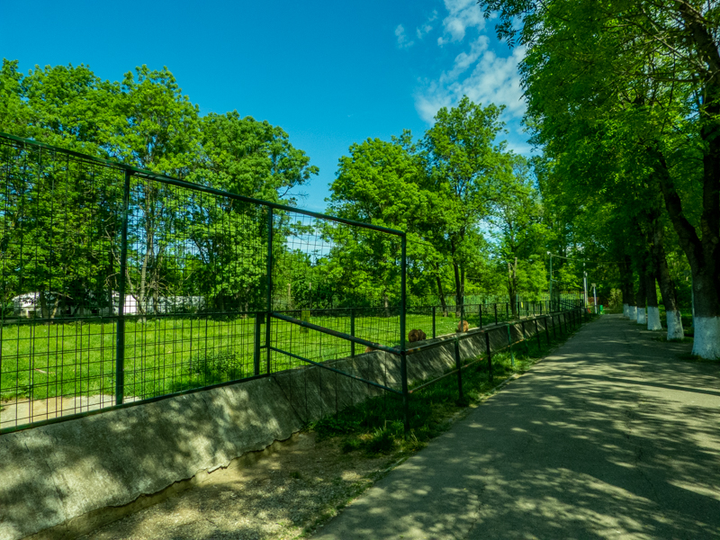 enclosure of brown bear