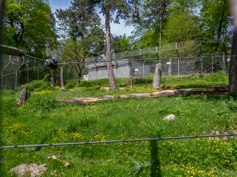 enclosure of brown bear