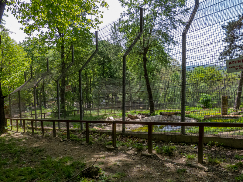 enclosure of brown bear