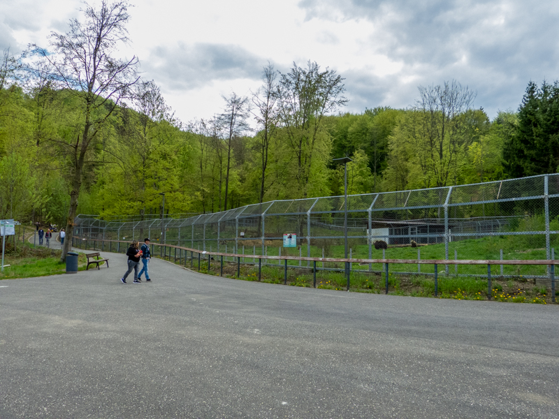 enclosure of brown bears #1