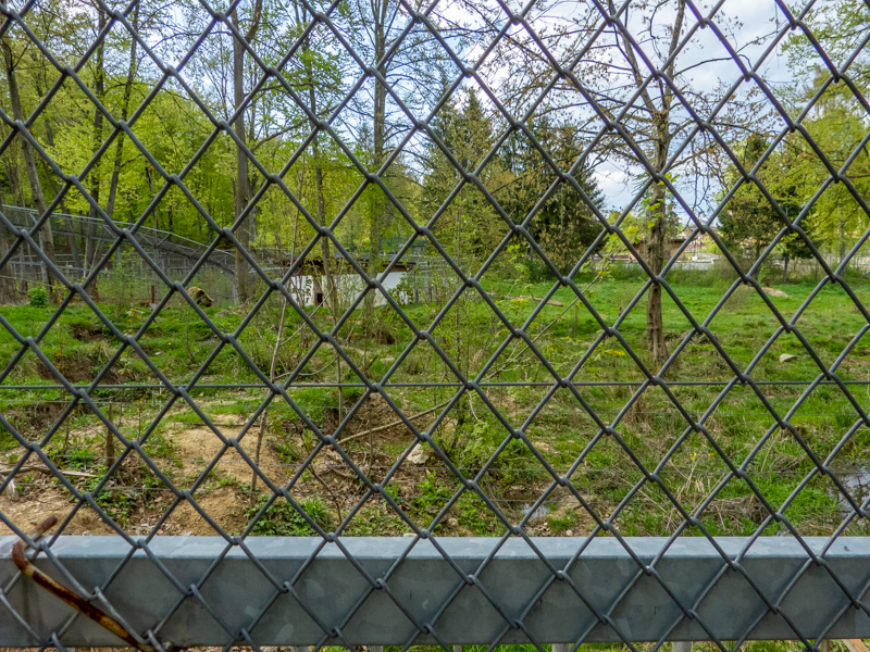 enclosure of brown bears #1
