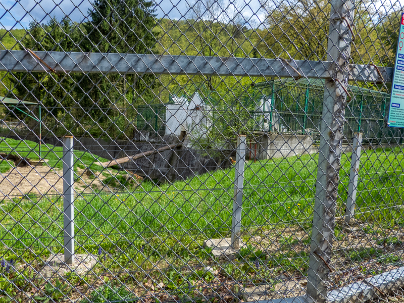enclosure of brown bears #3 (in front a grass pre-enclosure)