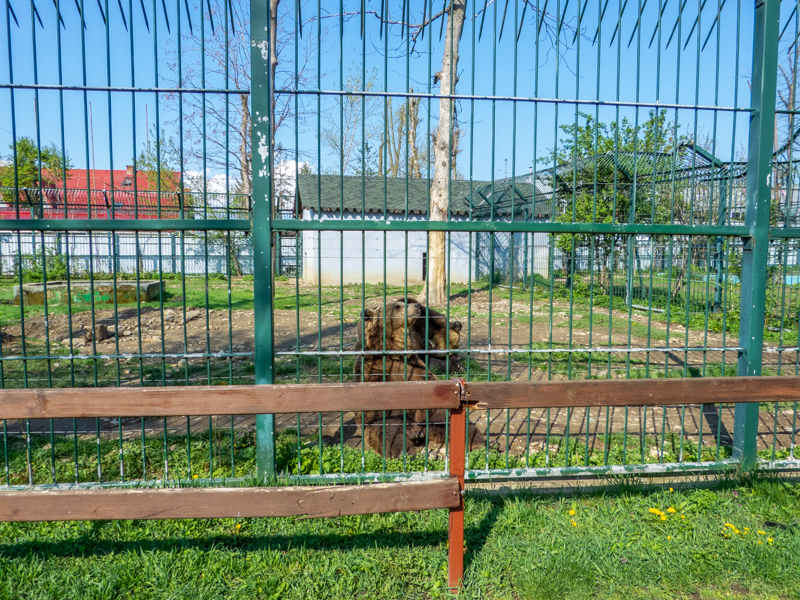 Enclosure of Brown bears - parents