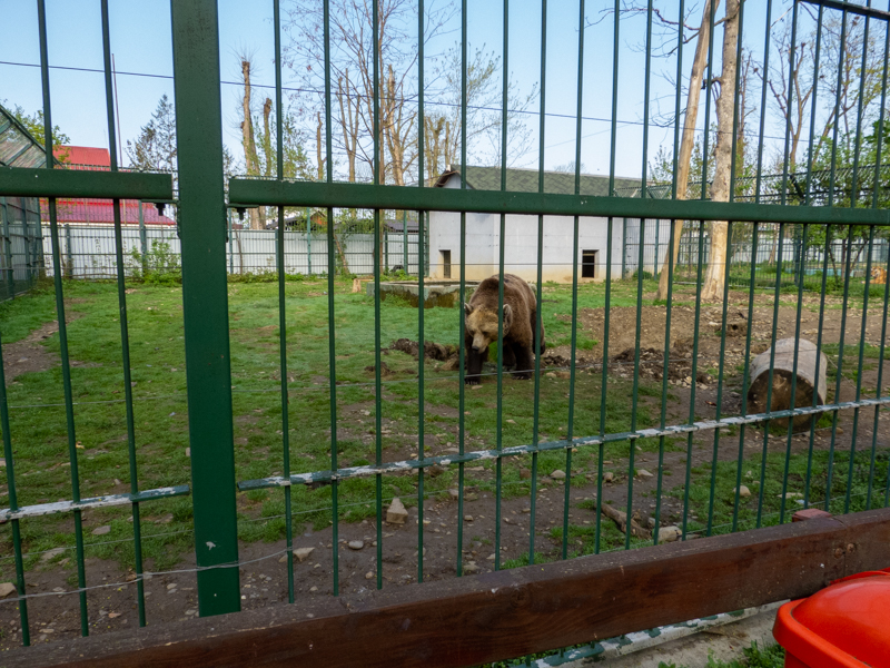 enclosure of Brown bears - parents