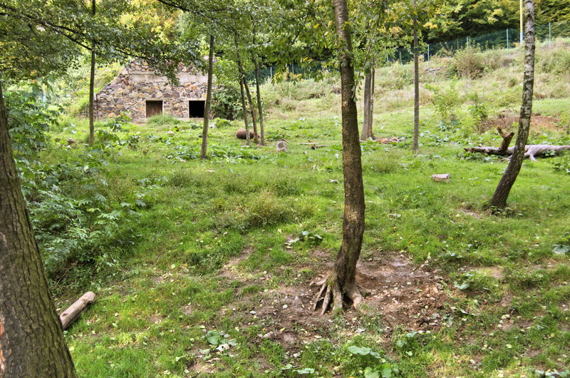 Enclosure of brown bears