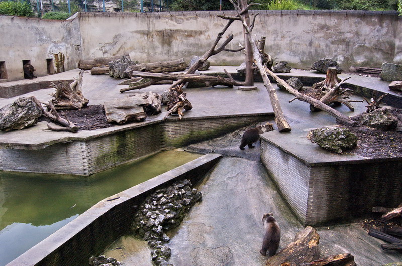 Enclosure of brown bears