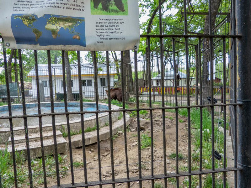 enclosure of brown bears