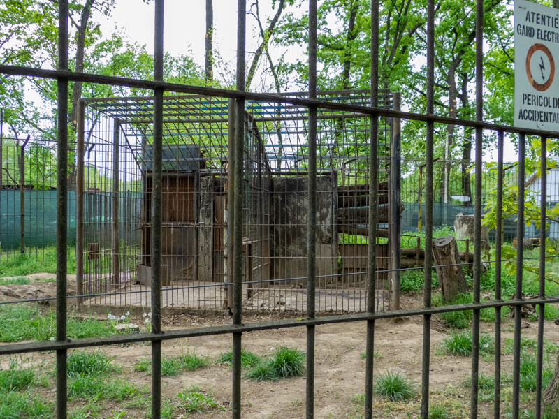 enclosure of brown bears