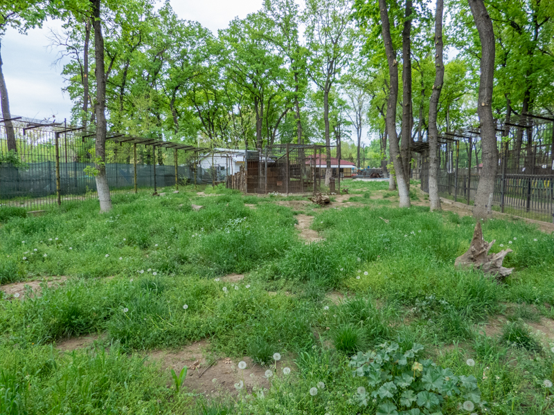 enclosure of brown bears